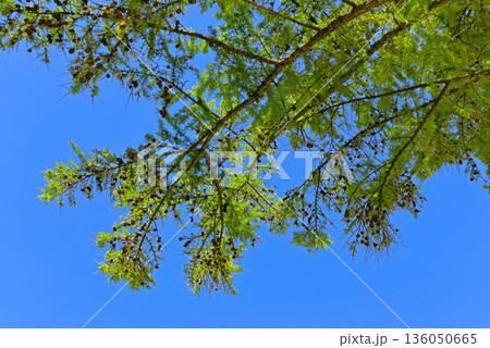 Larch branches with young needles Larch branches with young needles 136050665