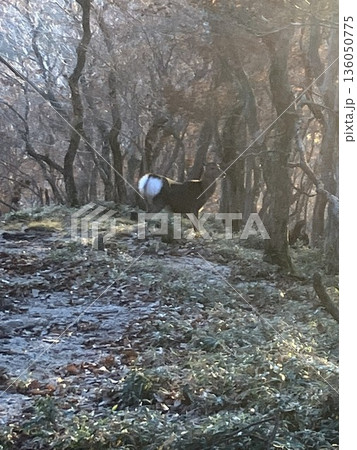 森の中で出会ったシカ2 136050775