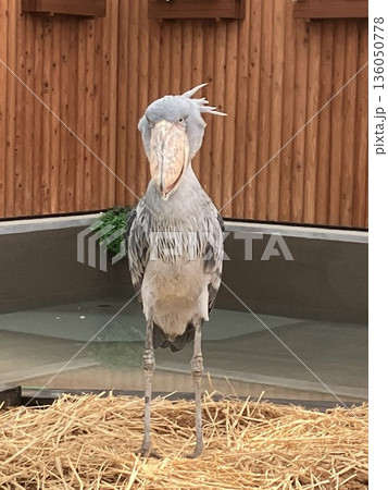 正面を向いたハシビロコウ 136050778