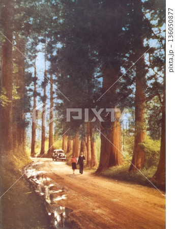 古写真　1953-1954年　元箱根旧街道杉並木 136050877