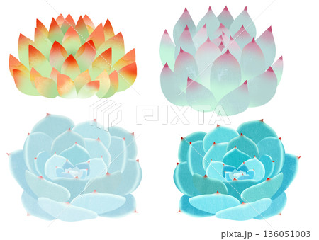 多肉植物 136051003