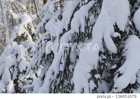 Spruce trees covered with fresh snow in the winter forest. 136051079