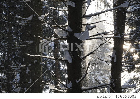 Winter forest, trees covered with fresh snow after snow falling. Winter forest, trees covered with fresh snow after snow falling. 136051083