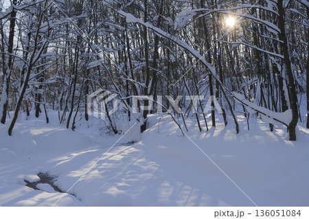 Winter forest covered with fresh snow and small forest river. Winter forest covered with fresh snow and small forest river. 136051084