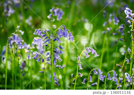 Blossoming lovely spring violet-blue flowers - common bluebells or hyacinthoides, Belgium Blossoming lovely spring violet-blue flowers - common bluebells or hyacinthoides, Belgium 136051138