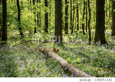 Blossoming lovely spring violet-blue forest flowers - common bluebells or Hyacinthoides, Belgium 136051142