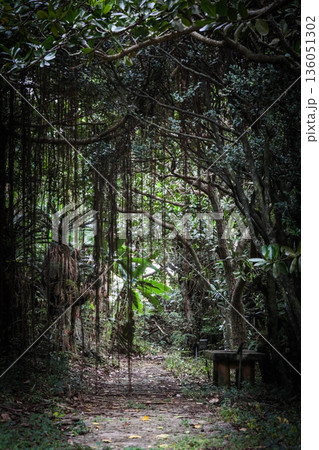 ガジュマルの髭　カーテン 136051302