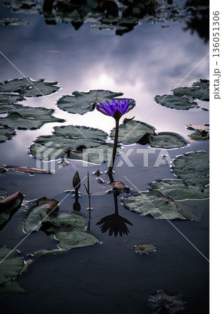 曇り空に映える蓮の花 136051306