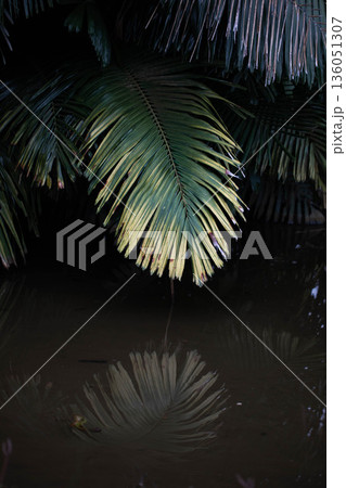 池に反射するヤシの木 136051307