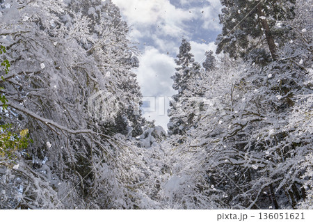 雪をまとった森と青空を見上げる冬景色 136051621