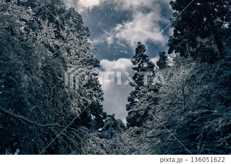 雪に包まれた森を見上げる冬の空 雪に包まれた森を見上げる冬の空 136051622