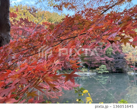 紅葉したモミジと池 136051645
