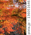 グラデーション紅葉 136051646