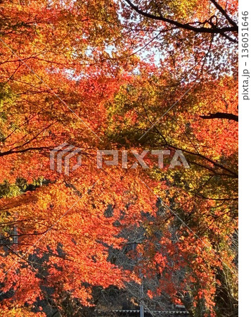 グラデーション紅葉 136051646
