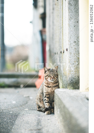 路地裏に佇むキジトラ猫 路地裏に佇むキジトラ猫 136052062