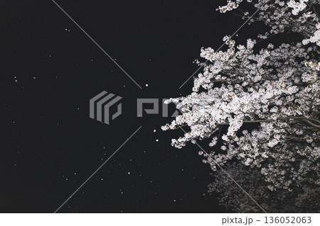 夜桜と舞い散る花びら 136052063