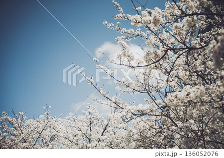 青空に映える満開の桜 136052076