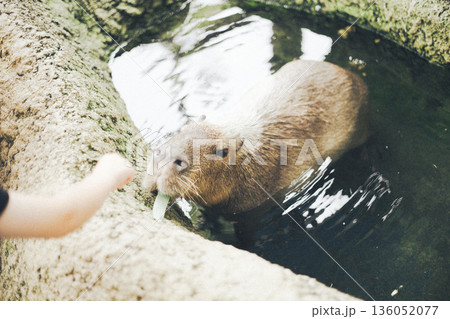 カピバラに葉を与える手 カピバラに葉を与える手 136052077