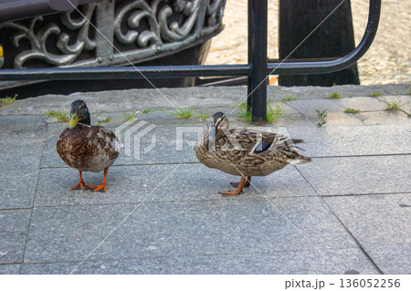 Ducks walking along riverside promenade in historic city Ducks walking along riverside promenade in historic city 136052256