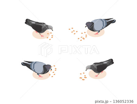 Pigeons vector cartoon bird set isolated on white background stock illustration 136052336