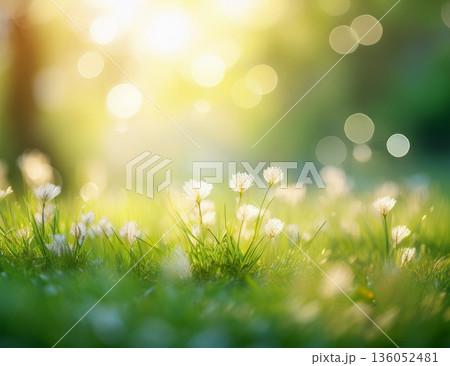 春のやわらかな光を感じるボケ背景素材 136052481