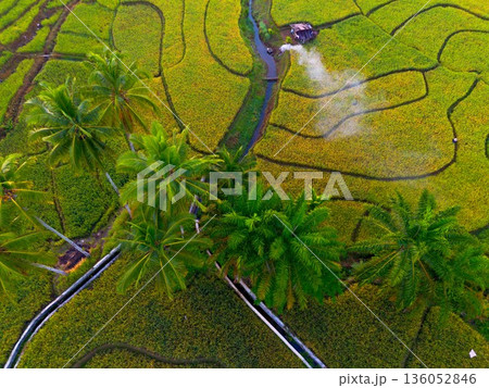 Beautiful morning view in Indonesia, panoramic landscape of rice fields with mountain ranges and clear sky 136052846