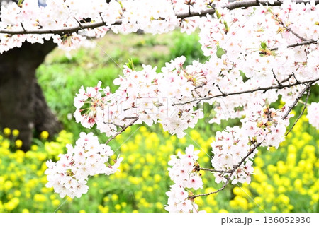春の訪れを告げる満開の桜 136052930