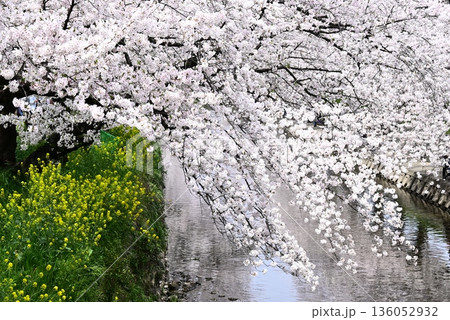 川沿いに咲く桜 136052932
