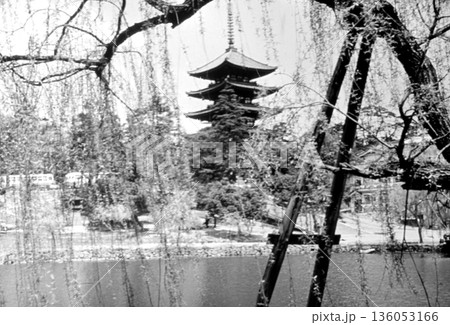 古写真　1962年　奈良公園の猿沢池と興福寺五重塔 136053166