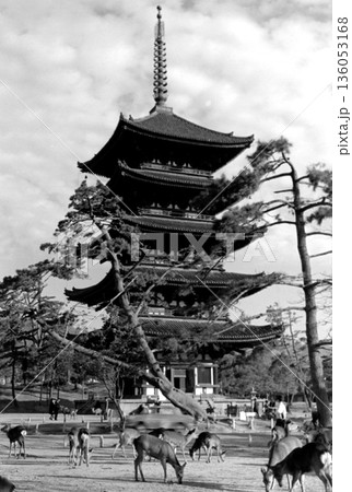 古写真　1962年　奈良公園の鹿と興福寺五重塔 136053168