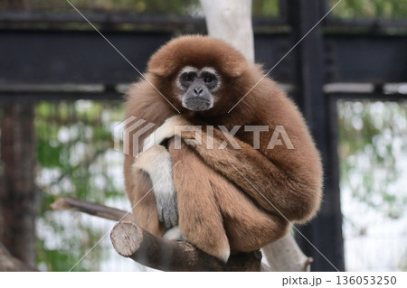 見つめるテナガザル 見つめるテナガザル 136053250