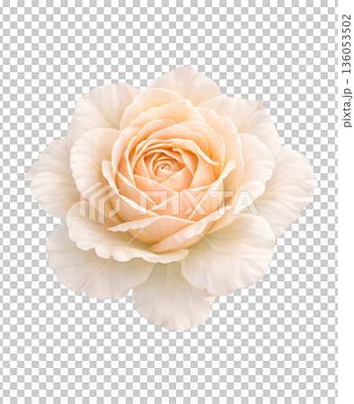 Japanese Rose Iori Single Apricot-Colored Elegant Rose Watercolor Flower Illustration Transparent Background 136053502