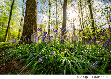 Blossoming lovely spring violet-blue flowers - common bluebells or hyacinthoides, Belgium 136053580