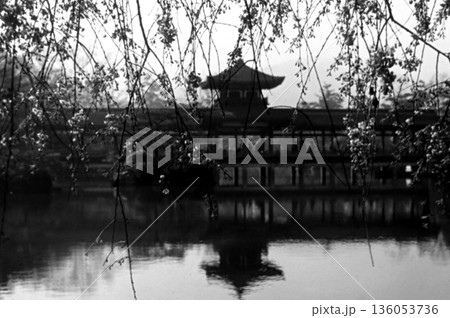 古写真　1957年　京都　平安神宮の橋殿（泰平閣）と桜 136053736