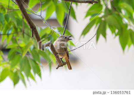 木の枝に止まって周囲を警戒するジョウビタキのメス 木の枝に止まって周囲を警戒するジョウビタキのメス 136053761