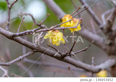 冬の庭に咲く黄色いロウバイの花 冬の庭に咲く黄色いロウバイの花 136053852