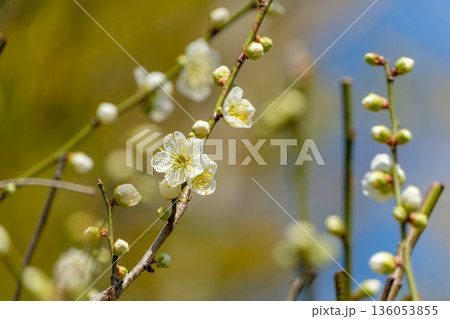春の訪れを告げる白梅の花とつぼみ 136053855