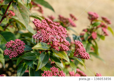 初春の公園に咲く赤紫色のシキミの花芽 136053856
