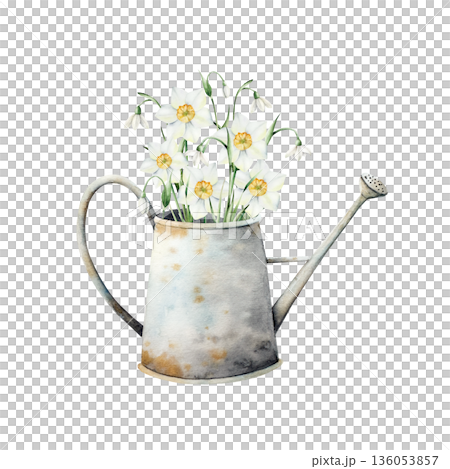 Watering can with daffodils and snowdrop flowers. Watercolor spring, easter illustration, garden supplies isolated on background, transparent png. Botanical spring and wedding clip art. For greeting Watering can with daffodils and snowdrop flowers. Watercolor spring, easter illustration, garden supplies isolated on background, transparent png. Botanical spring and wedding clip art. For greeting 136053857