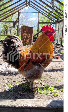 A rooster in bright plumage sings proudly. A brightly plumaged rooster. 136054090