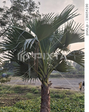 A young palm tree stands in a landscaped garden, its large fan-shaped fronds extending outward A young palm tree stands in a landscaped garden, its large fan-shaped fronds extending outward 136054190