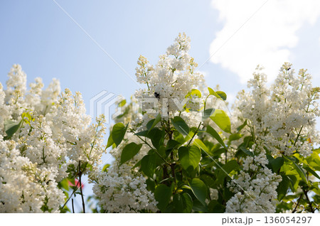 Blossoming white lilacs against clear blue sky on a sunny day Blossoming white lilacs against clear blue sky on a sunny day 136054297