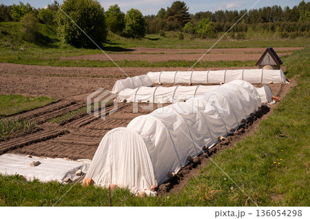 Rural garden with polytunnel cloche and fresh vegetables in spring 136054298