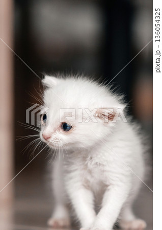 Adorable white kitten with blue eyes exploring the indoors Adorable white kitten with blue eyes exploring the indoors 136054325