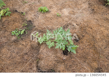 Young watermelon plant growing in mulch-covered garden soil 136054345