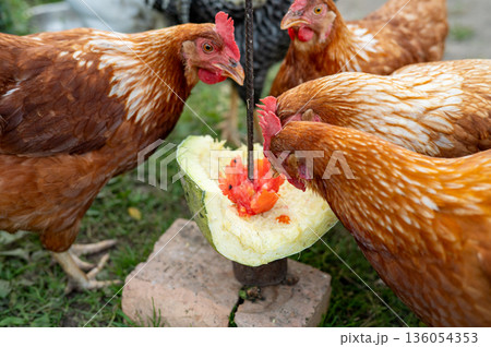 Brown chickens enjoying watermelon outdoors in a green garden setting Brown chickens enjoying watermelon outdoors in a green garden setting 136054353