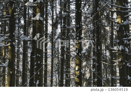Spruce trees covered with fresh snow in the winter forest. 136054519