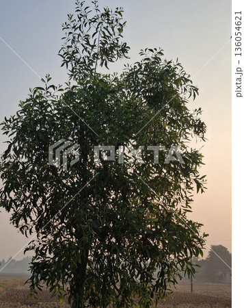 Lush Green Tree Against Clear Blue Sky With Dense Foliage, Branching Canopy, and Sunlit Summer 136054621