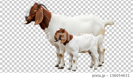A Boer goat doe stands next to her kid. Both goats have brown markings on their heads and white bodies. They are together in a setting with a transparent background. A Boer goat doe stands next to her kid. Both goats have brown markings on their heads and white bodies. They are together in a setting with a transparent background. 136054631