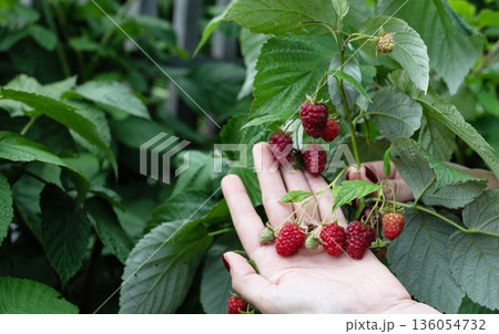 Hands gently harvesting ripe raspberries in a lush garden during summer 136054732